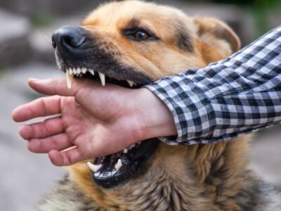 Dog Bite Lawyer