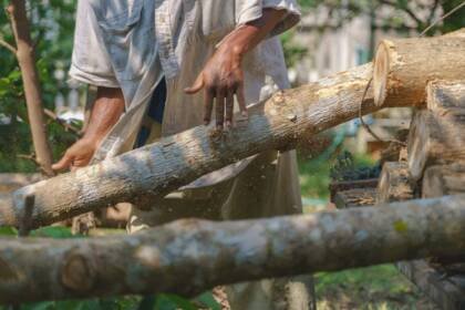 Florida Couple Sentenced for $65 Million Illegal Wood Smuggling Scheme