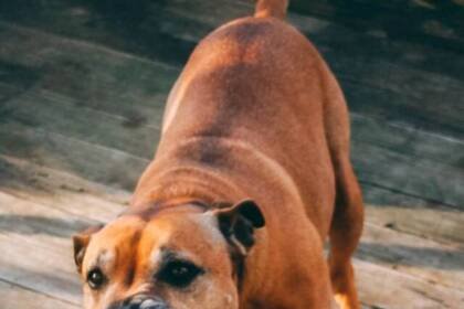 How much money can you get from a level 4 dog bite