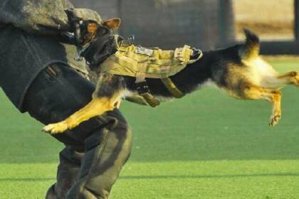 What is the Role of Breed in Dog Bite Lawsuits