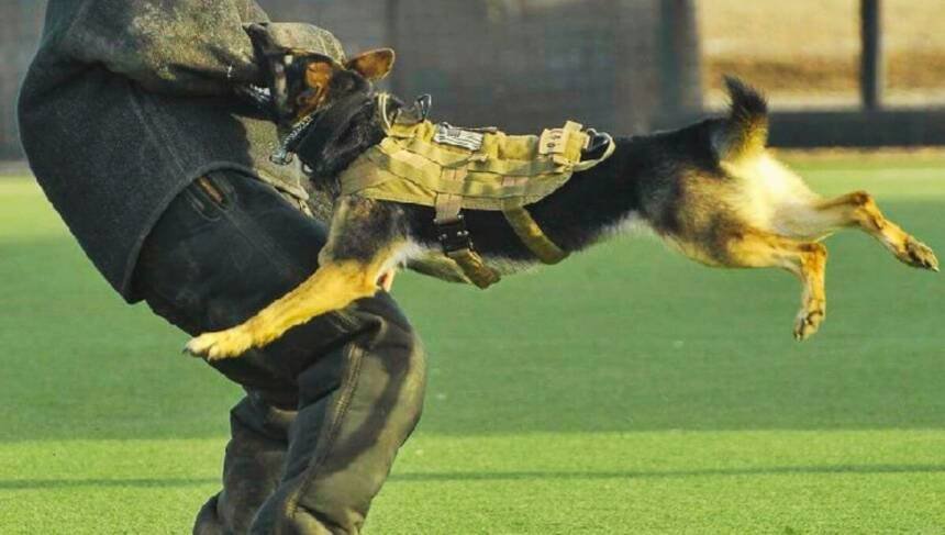 What is the Role of Breed in Dog Bite Lawsuits